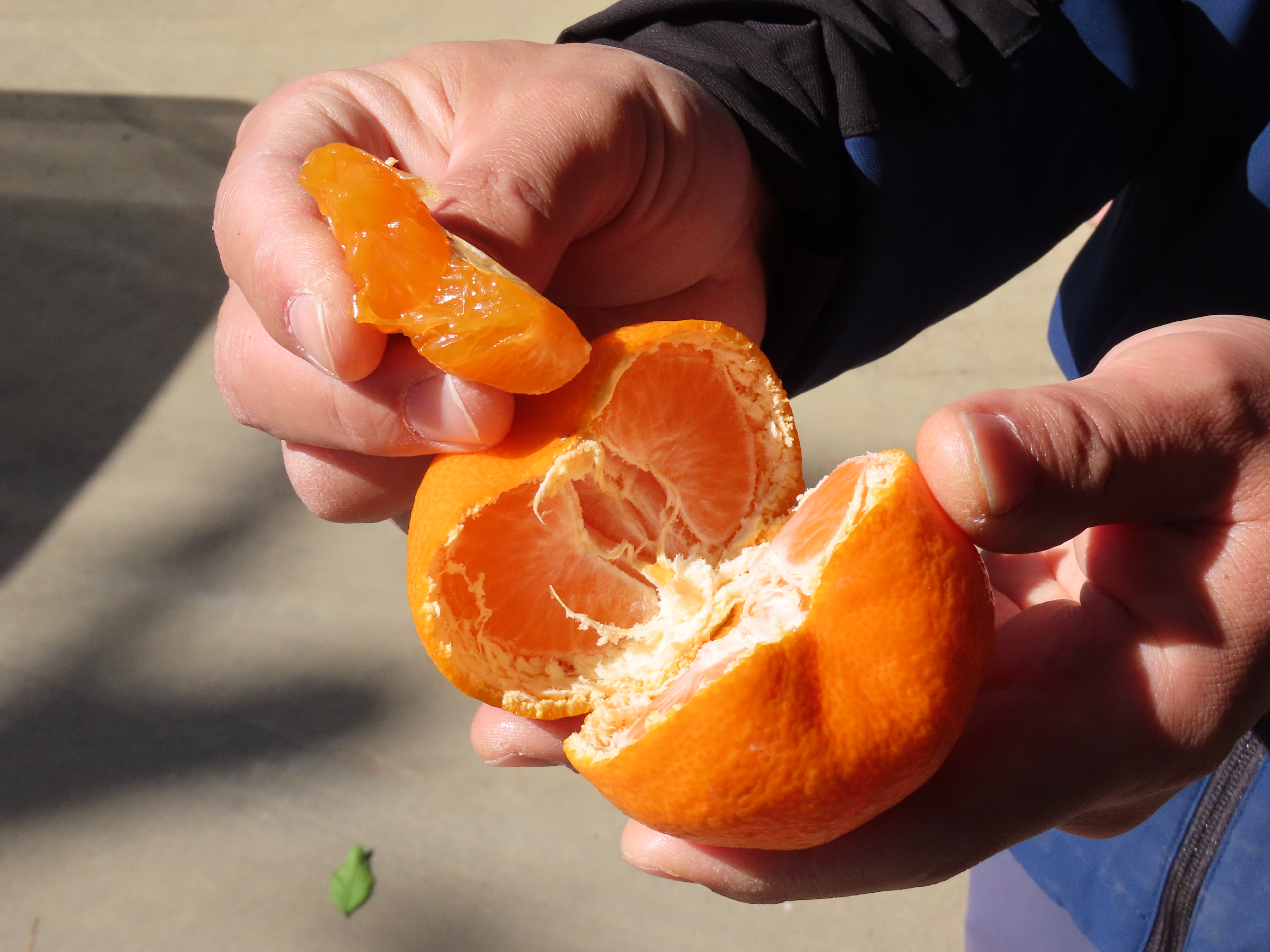 果物 kousuke 42468.jpg.l_thumbnail.webp