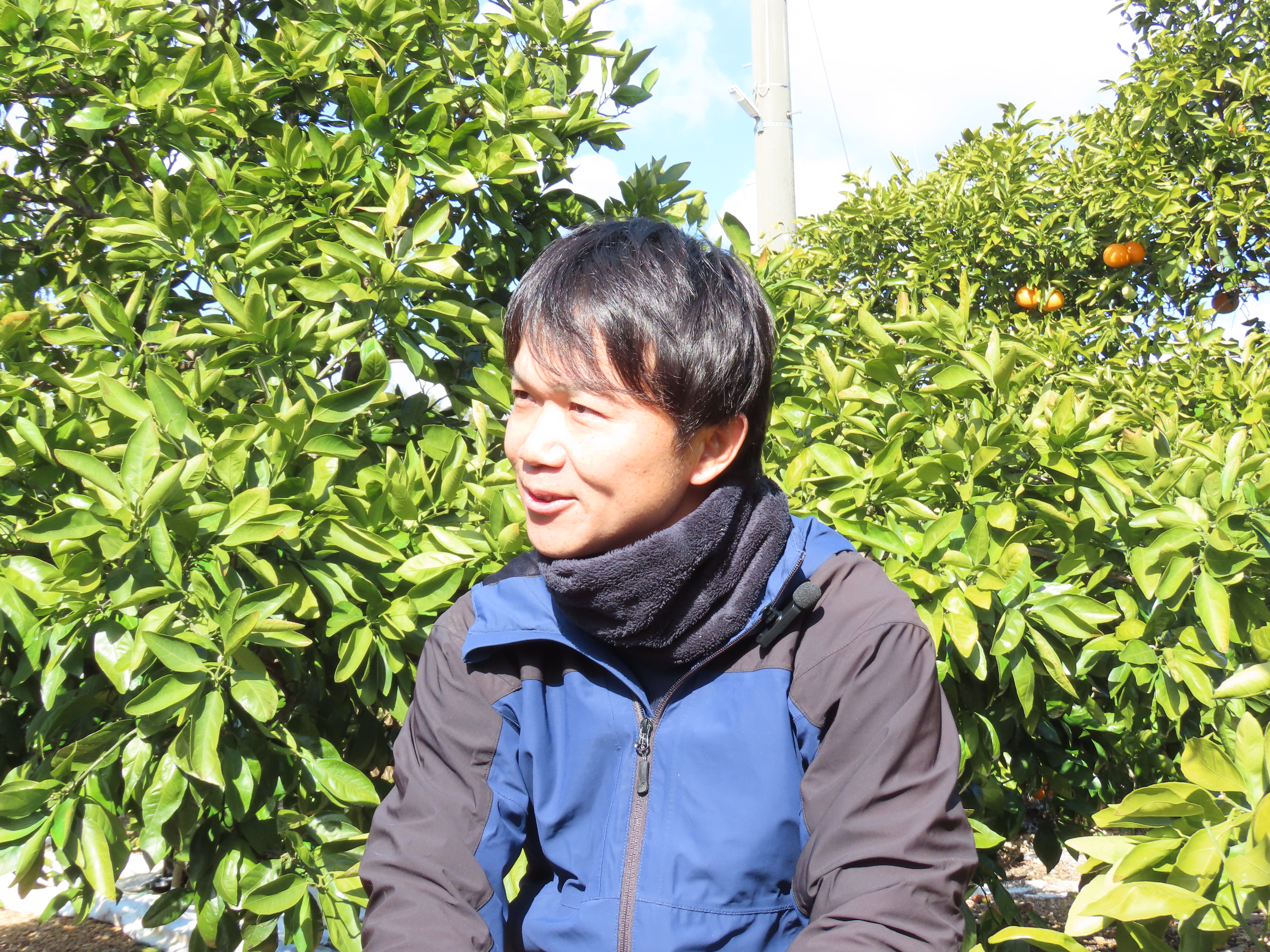 The charm of Mikkabi mandarin oranges - Inherited traditions and