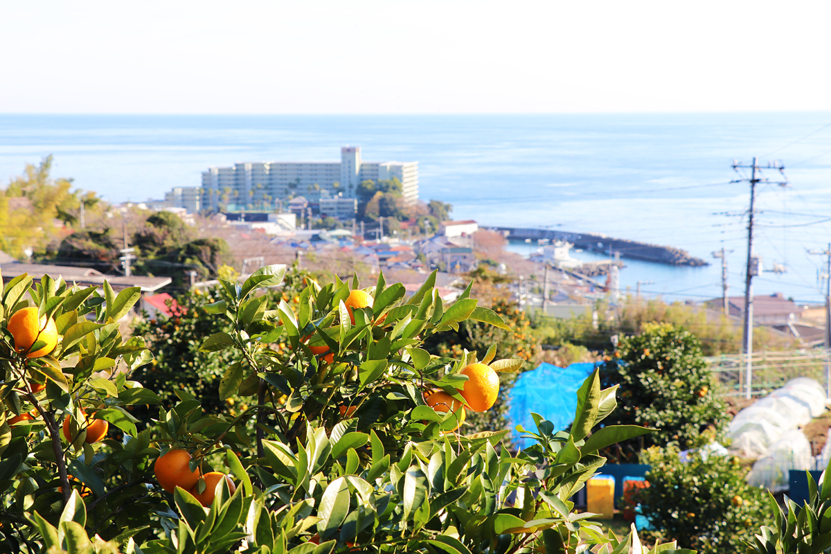 橙ページです。 代々続く」を受け継いで 熱海・伊東地区の橙（だいだい）が紡ぐ