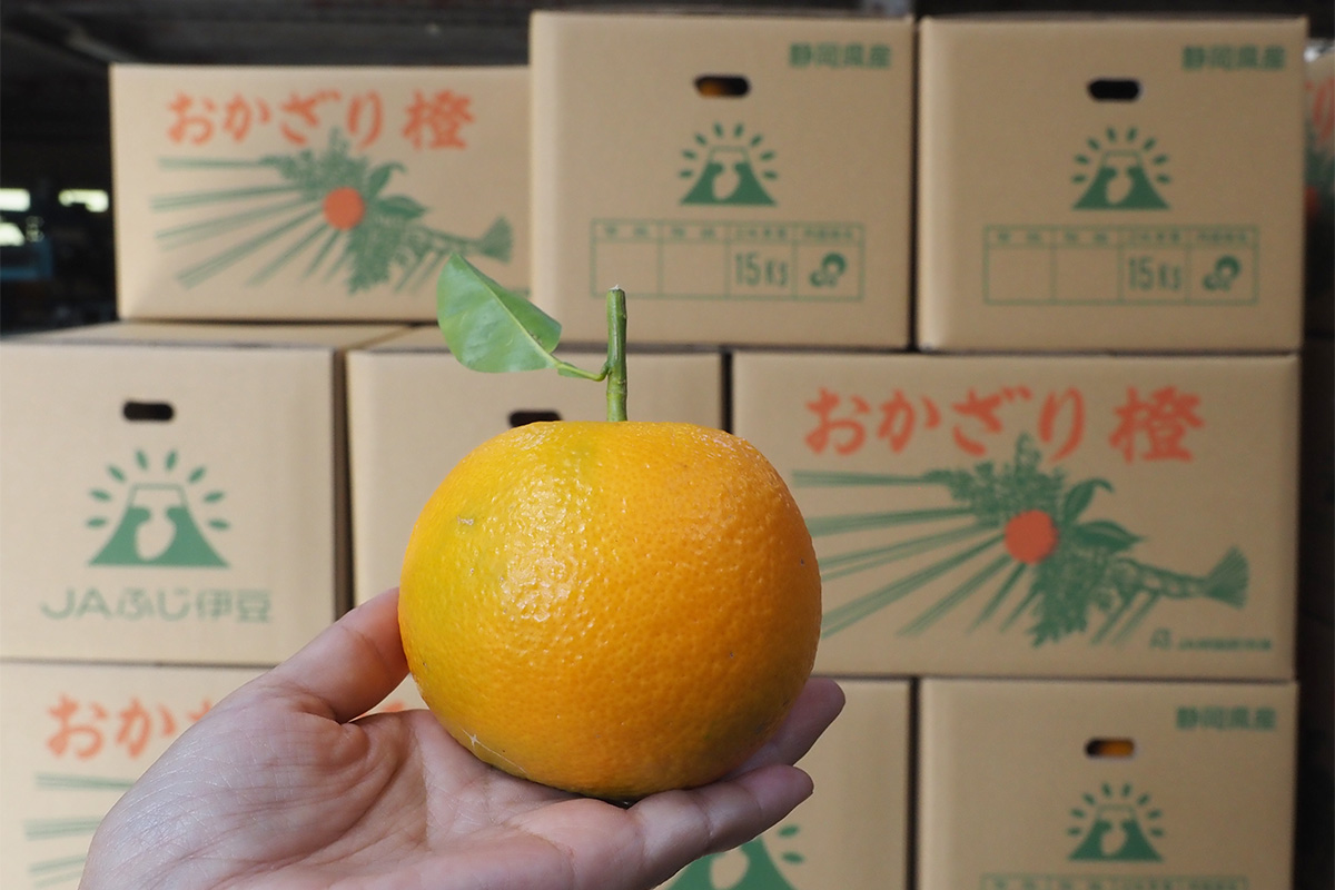 代々続く」を受け継いで 熱海・伊東地区の橙（だいだい）が紡ぐ