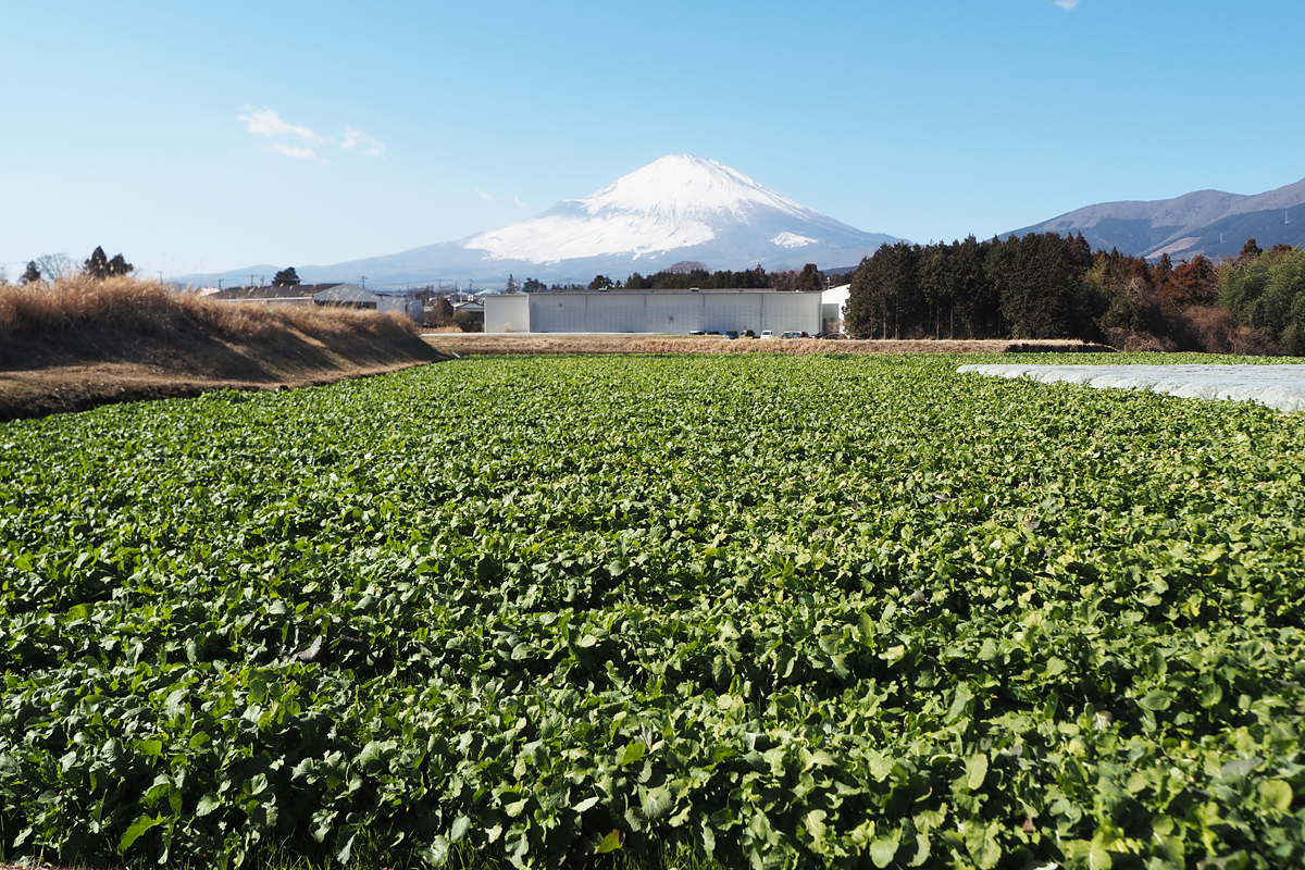 富士の雪どけ水と厳寒がもたらす冬の恵み。明治より小山町が守り継ぐ