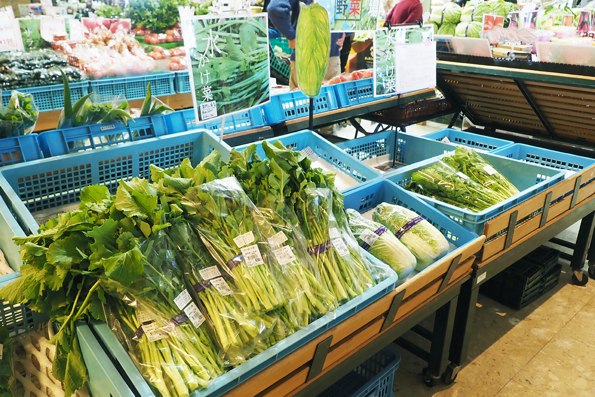 水かけ菜漬け 静岡県小山町特産品 3kg 今年度は2月10日から3月上旬まで