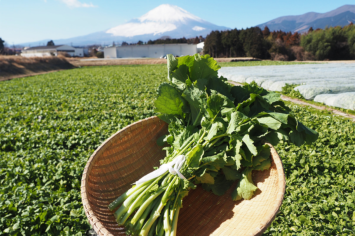 富士の雪どけ水と厳寒がもたらす冬の恵み。明治より小山町が守り継ぐ