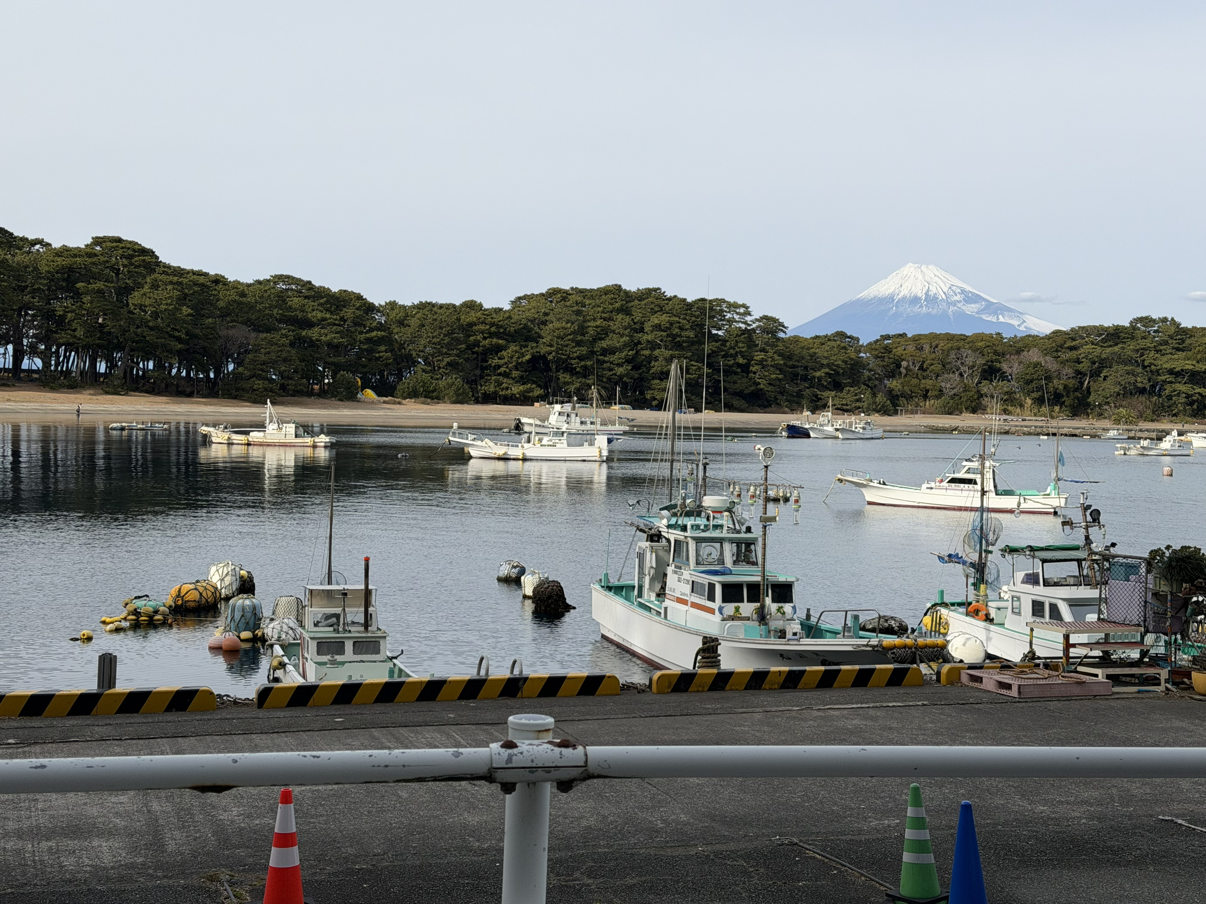 深海が育てたごちそうを味わう― 沼津市戸田のタカアシガニ ―｜【静岡県