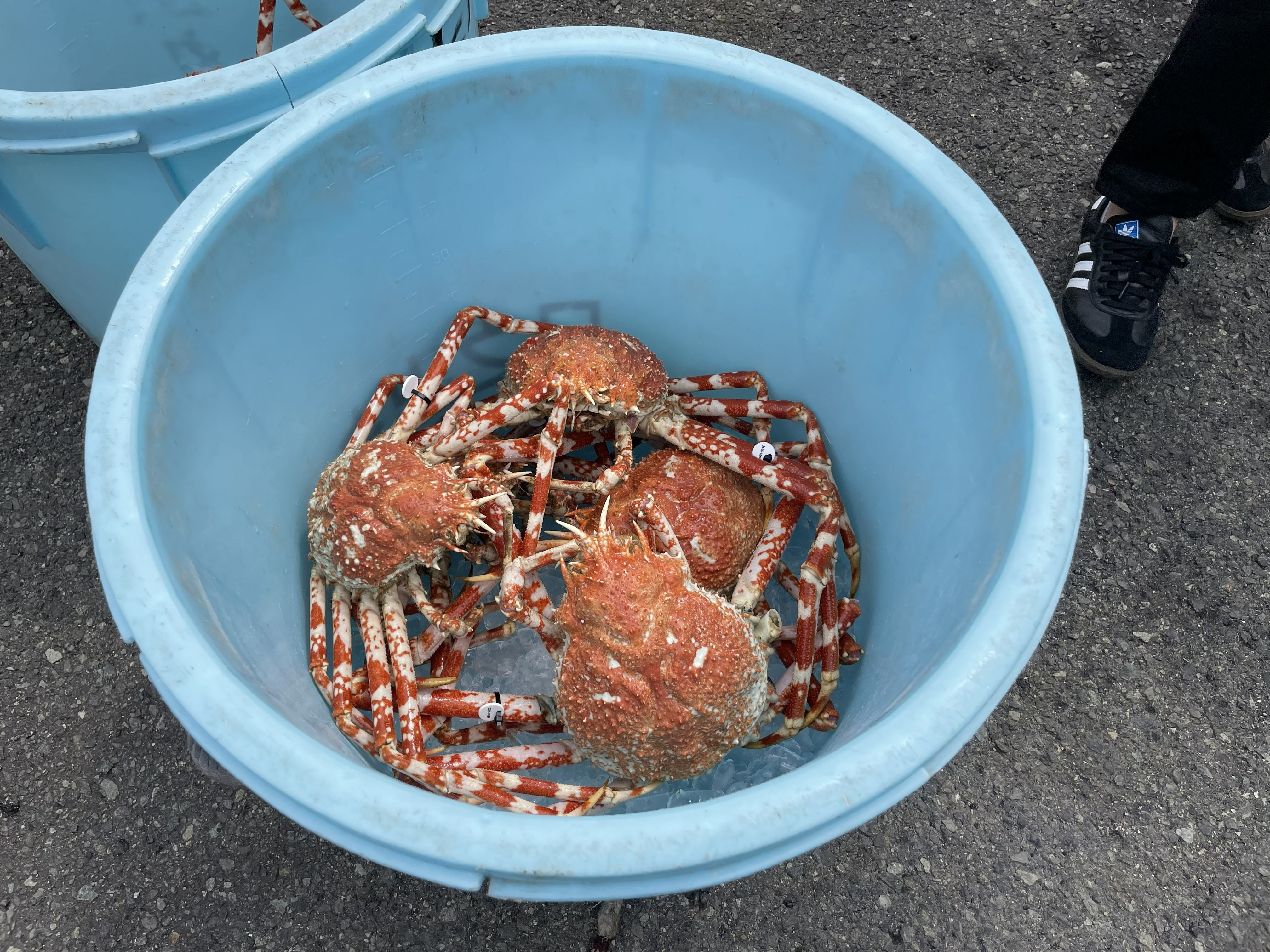 深海が育てたごちそうを味わう― 沼津市戸田のタカアシガニ ―｜【静岡県