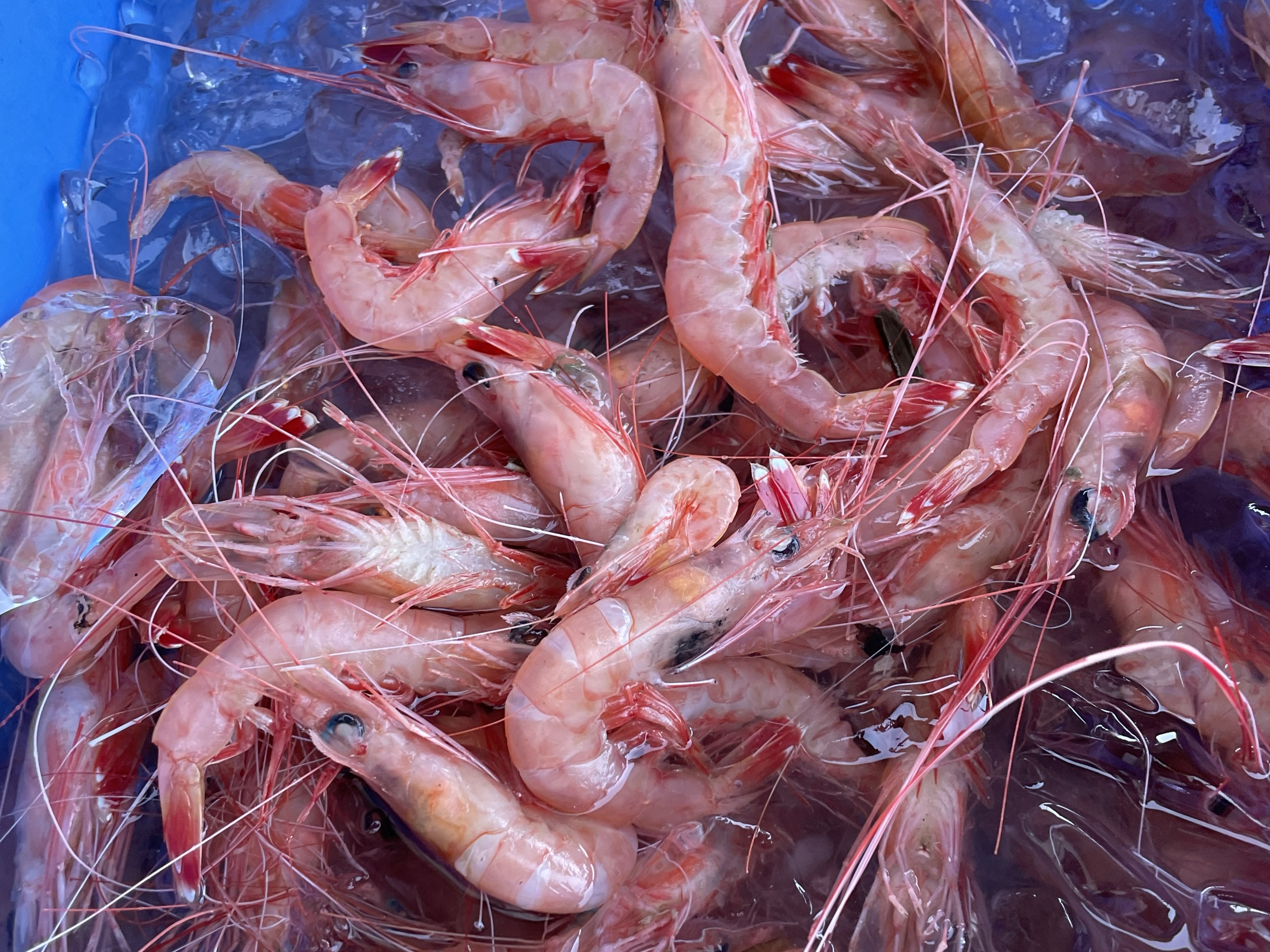 沼津市戸田 深海魚がつなぐ海と暮らしの食文化｜【静岡県公式