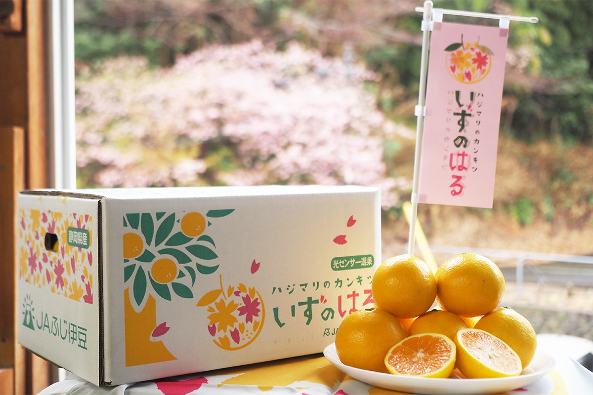 伊豆に一足早い春を運ぶ、さわやかで甘い柑橘。河津・東伊豆で育まれる