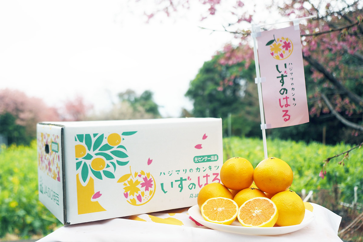 伊豆に一足早い春を運ぶ、さわやかで甘い柑橘。河津・東伊豆で育まれる